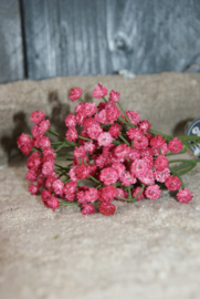 GYPSOPHILA FUCHSIA