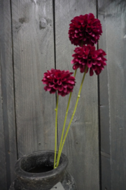 DAHLIA POMPON MINI SPRAY 3X BURGUNDY