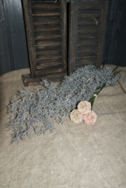 TILLANDSIA TAK GRIJS