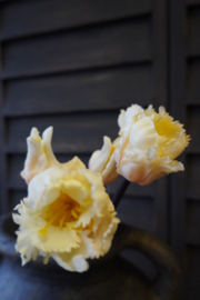 PAPEGAAI TULPEN CREME 40 cm