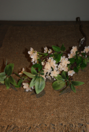 ROZE BLOEMEN
