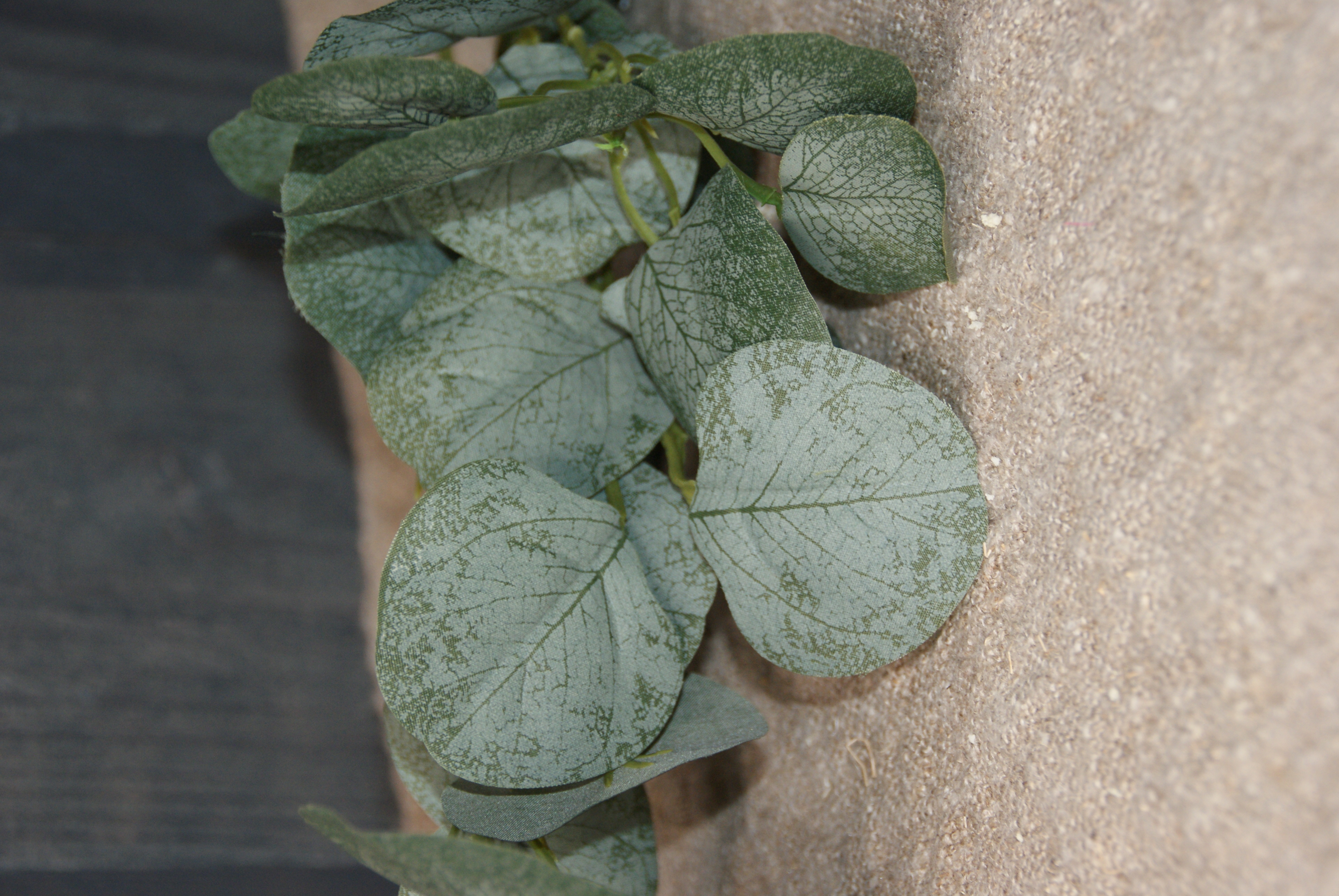 EUCALYPTUS TAK