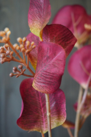 EUCALYPTUS SPRAY RED
