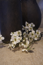 BLOESEMTAK CORNUS -CREME