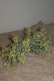 BRYNXZ  SEDUM BUSH GREY TAK