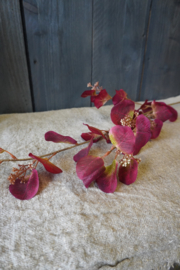EUCALYPTUS SPRAY RED