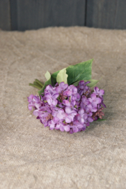 HYDRANGEA PURPLE
