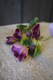 HELLEBORUS SPRAY PURPLE