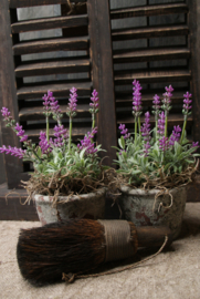 KUNST LAVENDEL IN POTJE - PAARS