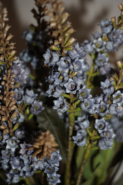 SYLXZ PIERIS BLUE
