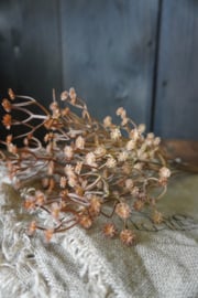 GYPSOPHILA - BRUIN