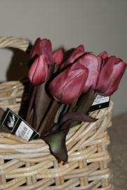 TULPEN PURPLE 30 CM