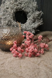 GYPSOPHILA ZACHT ROZE