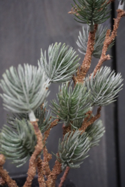LARIX STEM GREY GREEN 60 CM