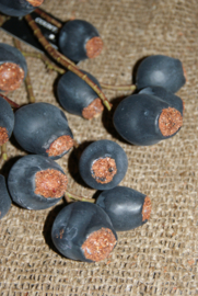 PRUNUS DONKER BLAUW