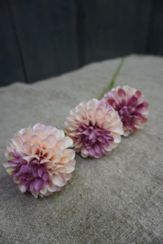 DAHLIA POMPON MINI SPRAY PEACH 3X BURGUNDY