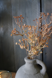 GYPSOPHILA - BRUIN