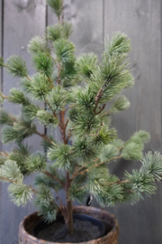 KUNST LARIX BOOM
