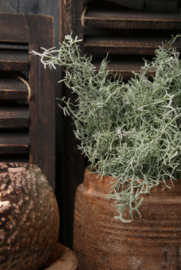 TILLANDSIA BOSJE