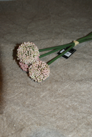ALLIUM SATIVUM ROZE