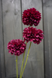 DAHLIA POMPON MINI SPRAY 3X BURGUNDY