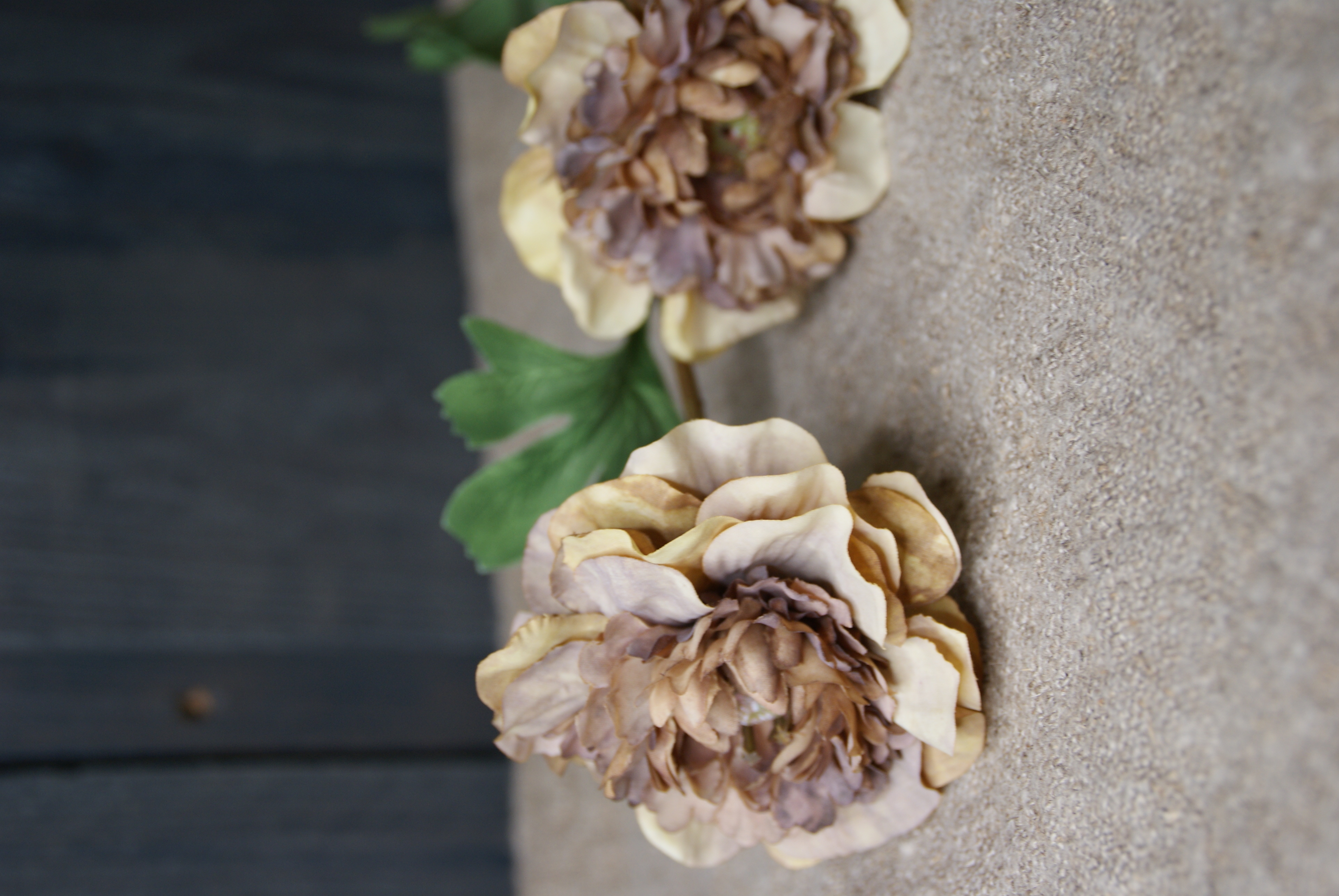 ANEMONE CAPPUCCINO- S