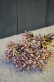 BOSJE BLOESEM - ROZE