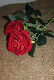 RODE ROZEN