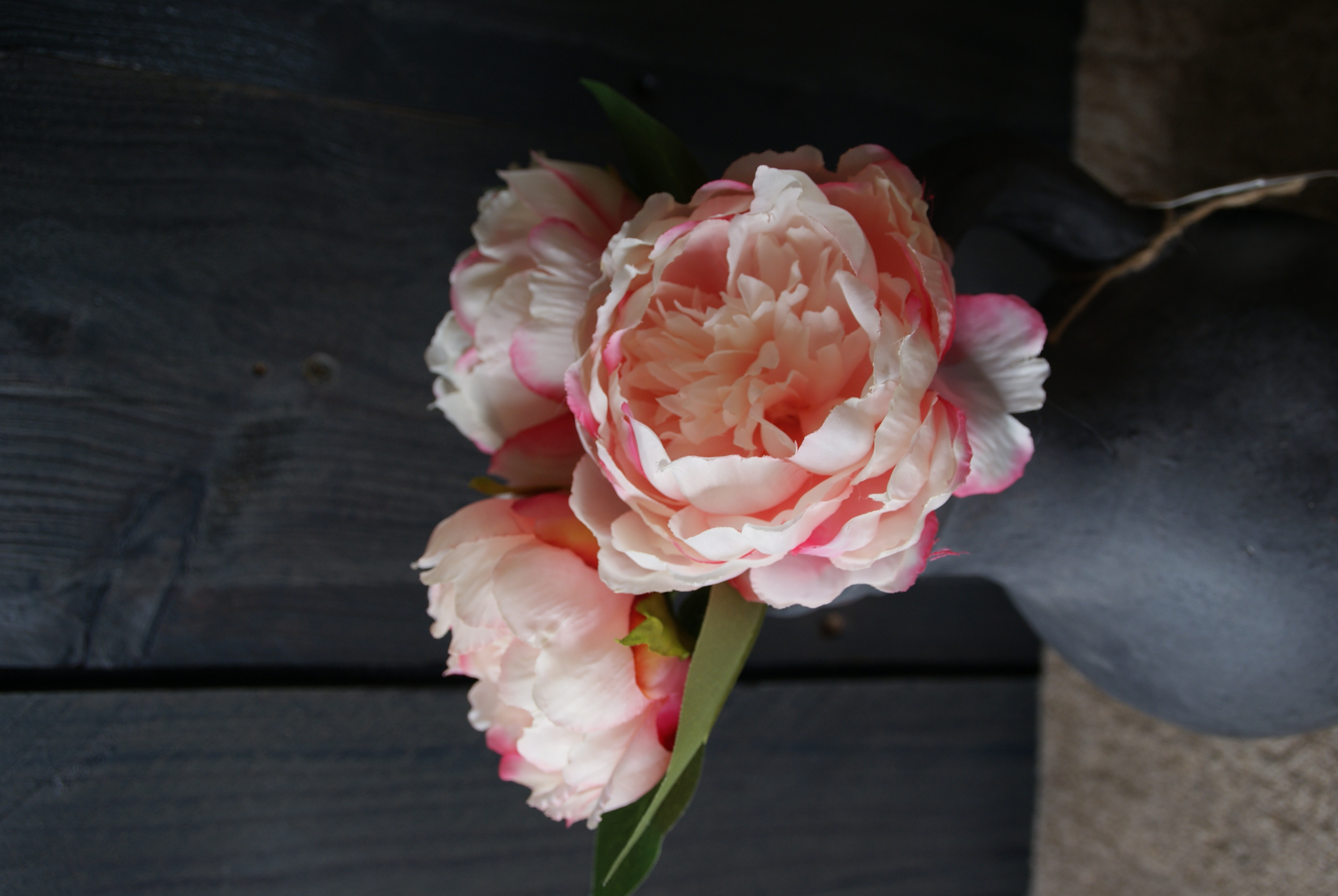 PIOENROOS PINK