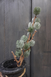 LARIX STEM GREY GREEN 60 CM