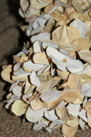 KUNST HORTENSIA