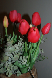 TULPEN ROOD 40 CM
