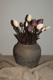 TULPEN CREME 40 CM