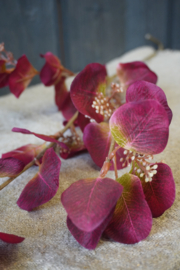 EUCALYPTUS SPRAY RED