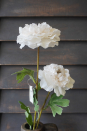ANEMONE WHITE- S