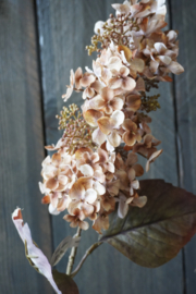 KUNST HORTENSIA -HYDRANGEA BROWN