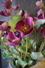 HELLEBORUS SPRAY PURPLE