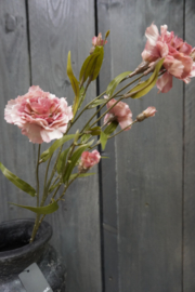 DIANTHUS SPRAY OLD PINK