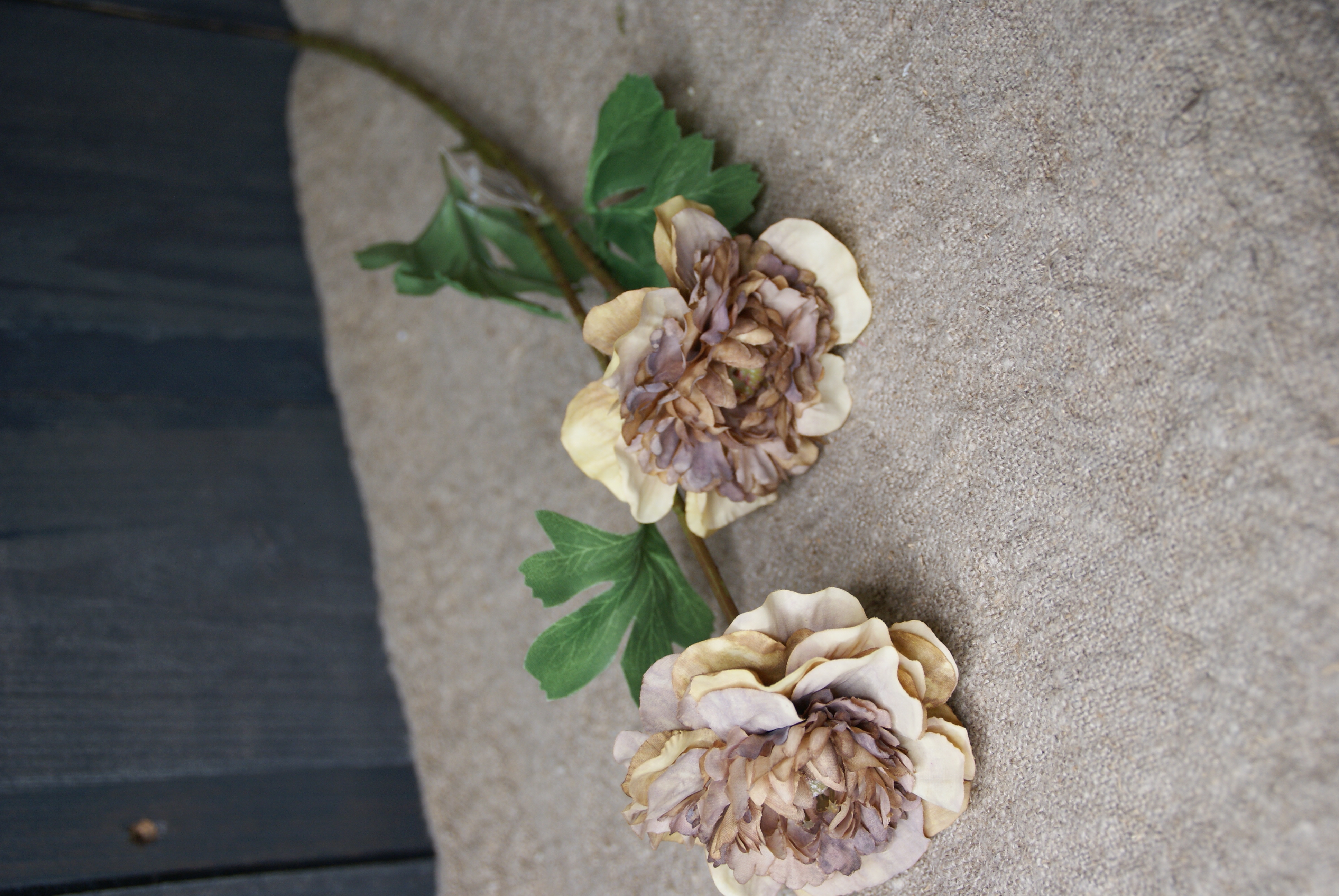 ANEMONE CAPPUCCINO- S