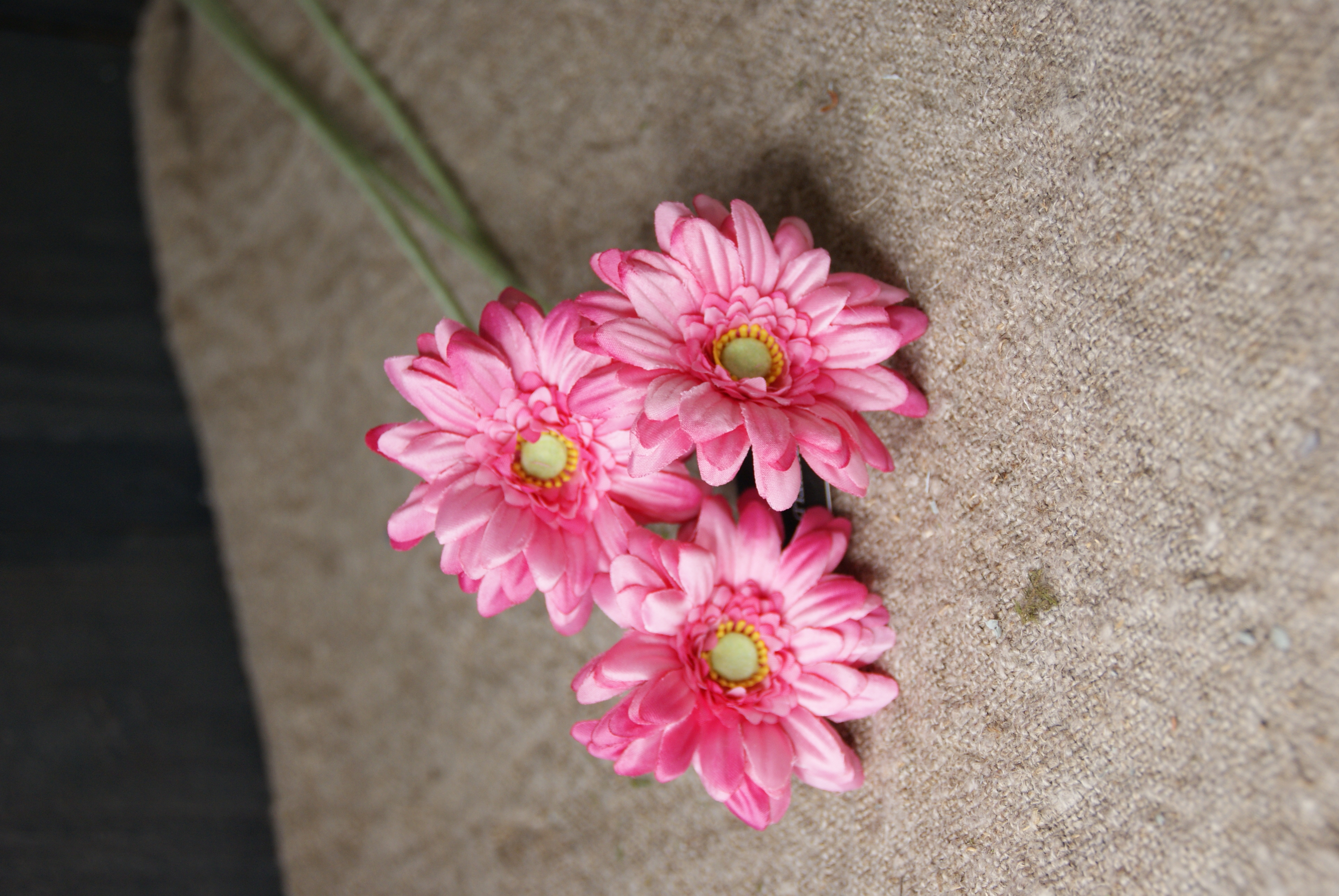 GERBERA - DONKER ROZE