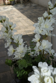 WITTE BLOEMEN