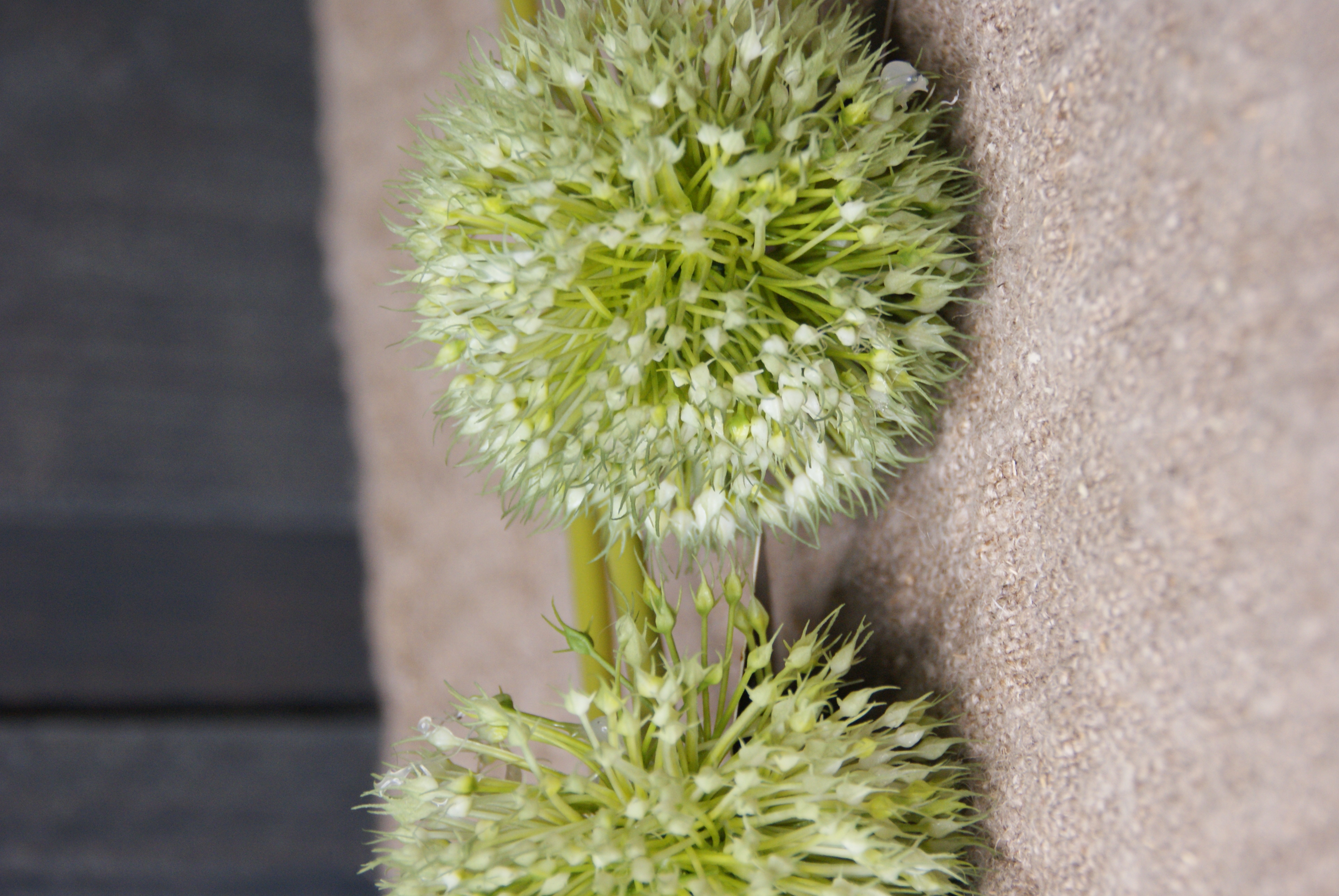 ONION BALL FLOWER SPRAY GREEN - S