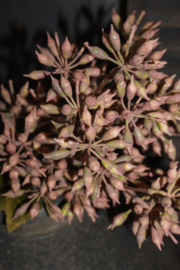 BOSJE BLOESEM - ROZE