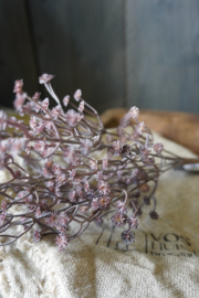 GYPSOPHILA - DONKER