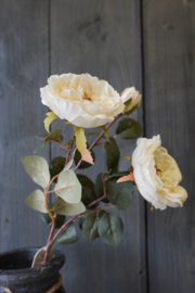 ROSE SPRAY WHITE
