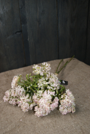 BLOESEM- ROZE