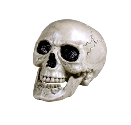 Schedel Maxilla wit met beweegbare kaak