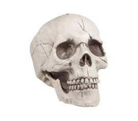 Schedel Jawbone met beweegbare kaak