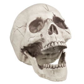 Schedel Jawbone met beweegbare kaak