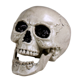 Schedel Maxilla wit met beweegbare kaak